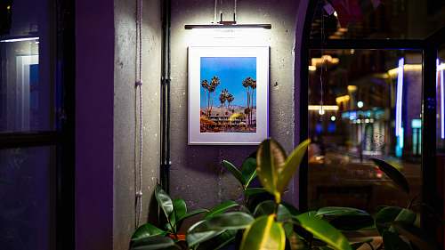 indoors green plant beside wall interior design